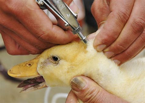 La cepa h5n8 de la gripe aviar, que también golpea a otros países europeos, se detectó por primera vez en una granja francesa a principios de diciembre, lo que desencadenó un embargo chino sobre. G1 > Mundo - NOTÍCIAS - China vacina contra gripe aviária