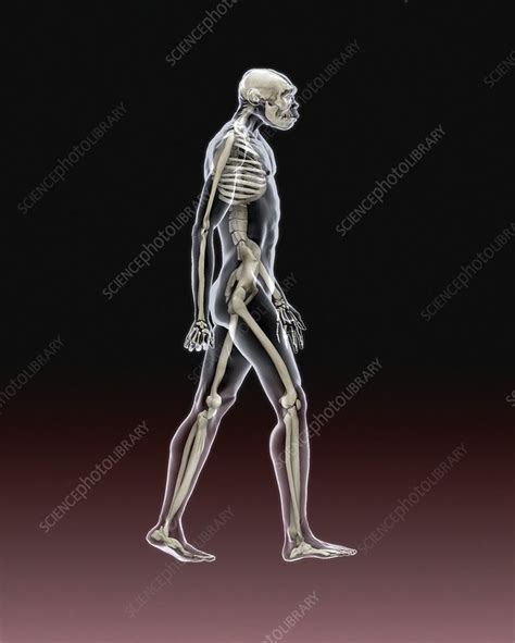 4 hours ago · google doodle marked on sunday the 1984 discovery of the turkana human, the most complete early human skeleton ever found. Turkana Boy skeleton and body, illustration - Stock Image ...