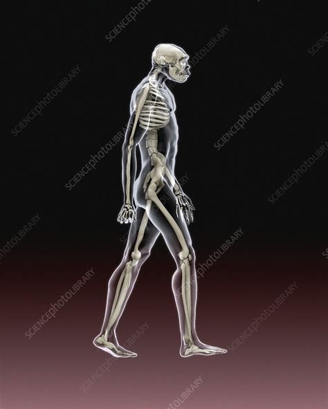 That wandering band of humans had reached quite near toba as. Turkana Boy skeleton and body, illustration - Stock Image ...