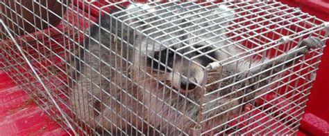 Economypestcontrol has the lowest google pagerank and bad results in terms of yandex topical citation index. Raccoons Trapping | Snakes Trapping | Annapolis, MD