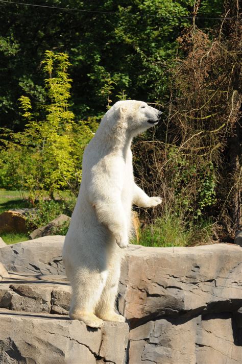 Nur drei tage später meldeten staatsanwaltschaft und polizei gemeinsam, dass eine obduktion keinen zusammenhang mit der impfung ergeben hätte. Wann kommt der Frühling 2017 endlich Foto & Bild | tiere ...