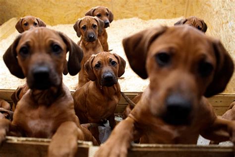 A mother gives birth to four puppies named. Rhodesian Ridgeback gives birth to 17 puppies - CSMonitor.com