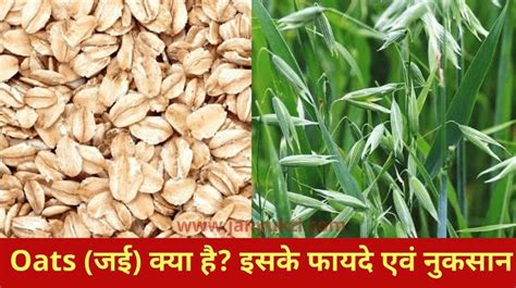 Do you know what is hindi meaning of a? Oats (जई) क्या है? इसके फायदे एवं नुकसान, उपयोग | Oats in ...