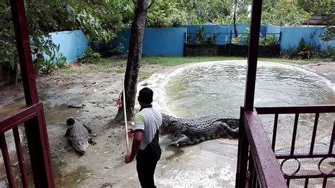 People normally also visit art in paradise langkawi while planning their trip to langkawi wildlife park & bird paradise. Giant Crocodile At Langkawi Wildlife Park & Bird Paradise ...