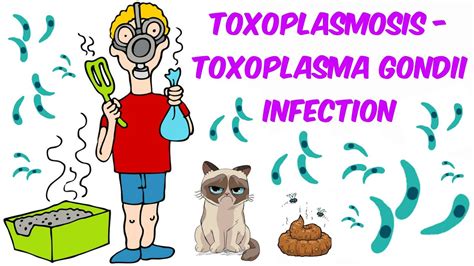 toxoplasma gondii tünetei