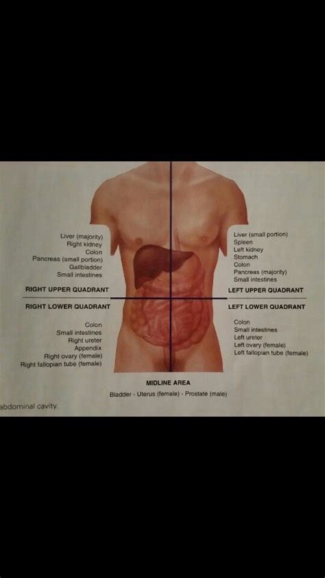 Knee assessment and hip mechanics learn how hip. Abdominal Cavity Quadrants (With images) | Abdominal aorta, Medical dental, Nursing students