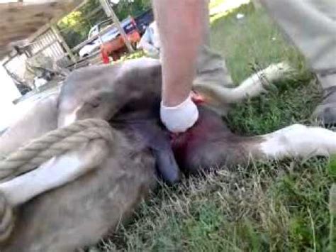 Visit them to browse more videos. Losing my balls part 1 getting neutered - YouTube