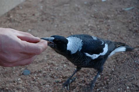 Log in to save gifs you like, get a customized gif feed, or follow interesting gif creators. This Magpie And Dog Do Everything Together, Even Sunbathe ...