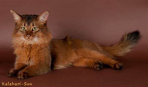 Die ohren dieser rassekatze haben büschel und stehen weit. Somali Katze Kaufen - Tierische Tapete