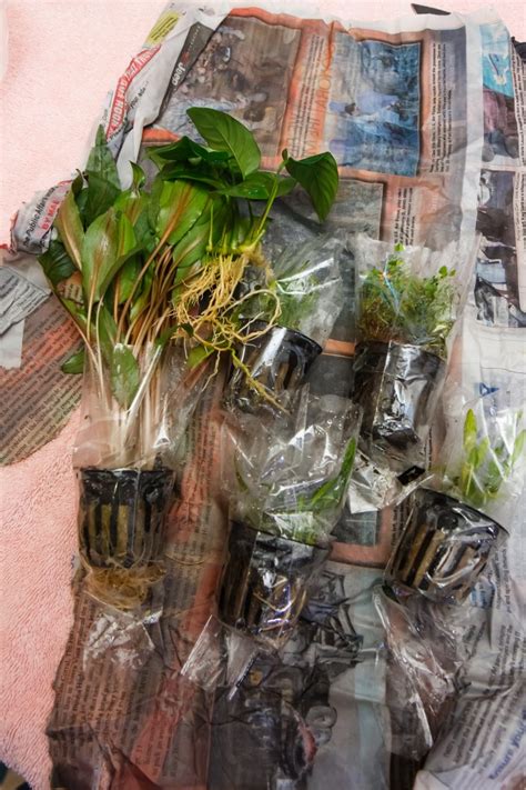 Choosing live plants for your aquarium might seem as simple as heading to your local fish store and picking out a few bundles. Transitioning Aquarium Plants from Emersed to Submersed