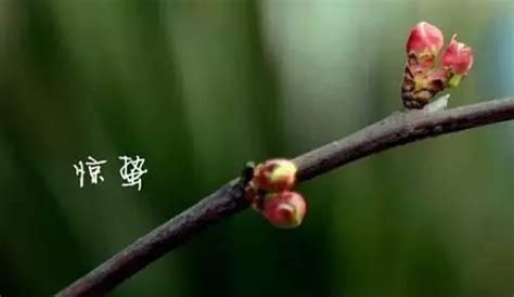 (驚蟄, 惊蛰) 1.二十四節氣之一。 在公曆3月5， 6或7日。 此時氣溫上升， 土地解凍， 春雷始鳴， 蟄伏過冬的動物驚起活動， 故名。 驚蟄：陌上桃花緩緩開 - 每日頭條