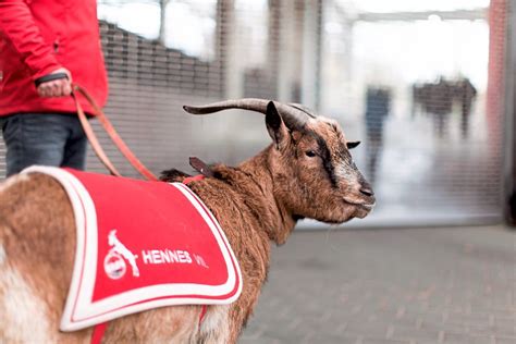 Jetzt gibt es die einmalige chance, sich einen von promis und künstlern ganz persönlich gestalteten. Arthrose: 1. FC Köln ersetzt Maskottchen Hennes VIII ...