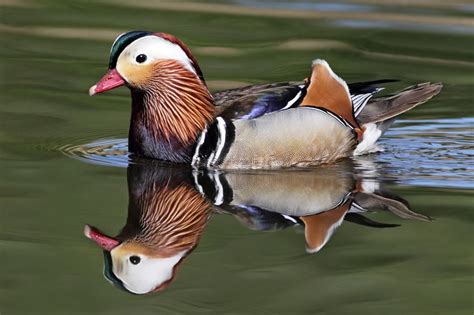 You can browse through the 3 job mandarin ducklings nursery has to offer. Mandarin Duck (Drake) | Mandarin duck, Duck, Ducklings