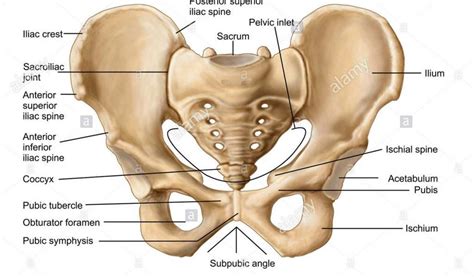 Diagram of a womb with child, skin peeled back wellcome l0034902.jpg 2,648 × 3,840; Pelvis diagram