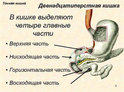 1 2 Тонкая кишка Представлена Картинка - 1 2 Тонкая кишка Представлена
