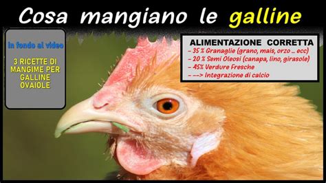 Sapere cosa mangiano le galline è fondamentale per fornire un alimentazione completa con tutti gli elementi nutritivi di cui hanno bisogno. COSA MANGIANO LE GALLINE, ecco l'alimentazione corretta ...