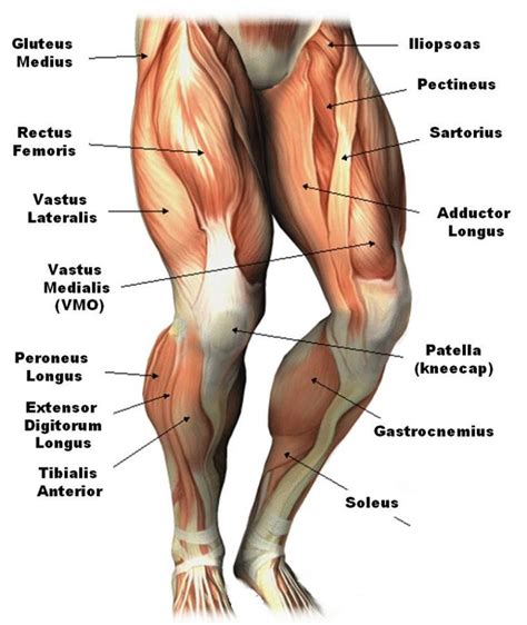 The first half of the movement where you bring the barbell from the floor to knees will primarily be. Muscle Diagrams