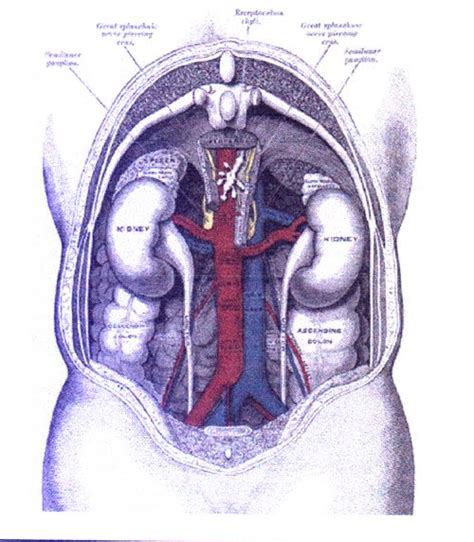Sementara gagal ginjal kronik adalah kerusakan organ ginjal yang dapat berupa kelainan jaringan, komposisi darah dan urine yang lebih dari tiga bulan. Kumpulan As-Kep: askep CRF (gagal ginjal kronik)