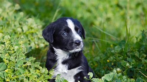 Due to the many different types and subspecies of european goldfinch, to begin to tell a male from a female goldfinch you should pay attention to the subspecies. Should I Get a Male or Female Dog