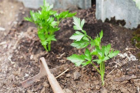 How long does parsley last in the freezer? How to Grow Parsley From Cuttings | Hunker | Growing ...