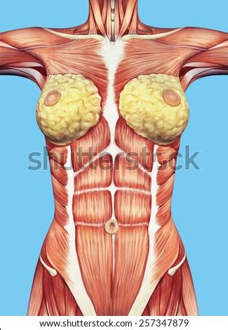 A photo of what the female muscle system looks like has left social media users feeling shocked people on twitter are freaking out over an image of the female muscle system in the chest — and in fact, it left some people expressing amazement over how pretty and amazing breast anatomy is. Pectoralis major muscle Stock Photos, Pectoralis major ...