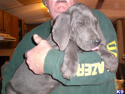 This article provides information about great danes puppies, bloat, food and eating habits. Great Dane Puppies For Sale In Texas Craigslist