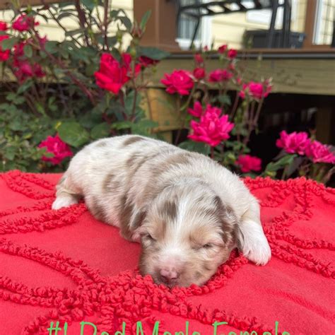 Maybe you would like to learn more about one of these? Ray's Australian Shepherds - Home | Facebook