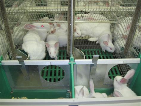 Therefore, you will not lack clients as farming is a profitable venture. Rabbit farming business plan pdf south africa