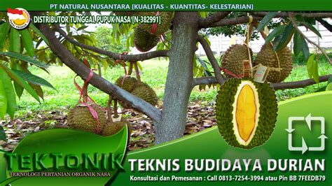 Jom dapatkan pokok hybrid.cepat berbuah tow! Rahasia Budidaya Durian cepat panen berbuah manis dan ...