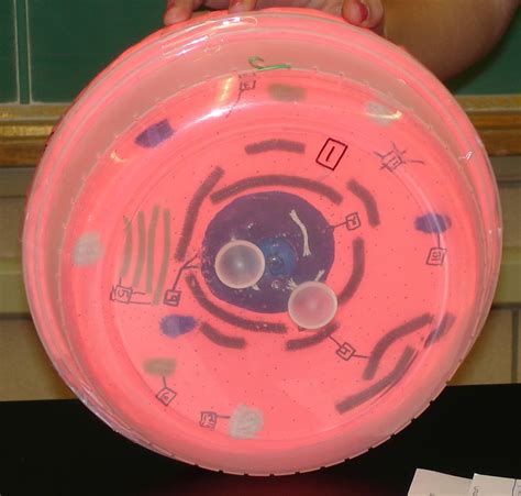 Maybe you would like to learn more about one of these? Animal cell in a plastic container, 2009. | Cell model ...