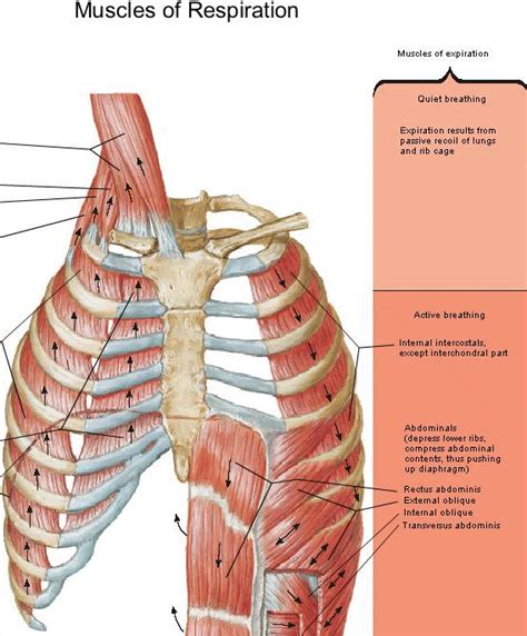 I get muscle spasms in my stomach and rib cage muscles. Side Of Rib Cage Muscles : What Causes Pain Under the Left ...