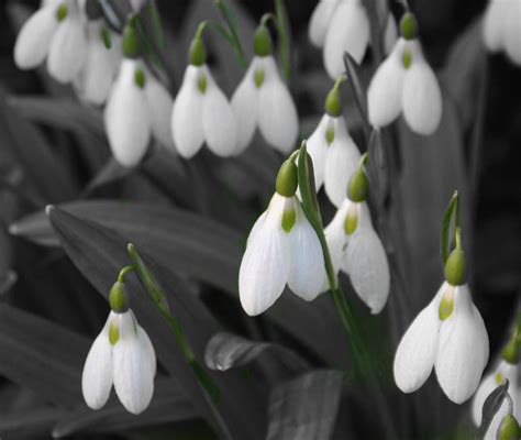 Profit de ocazie sa le urez tuturor cititoarelor acestui blog minunat un la multi ani! 75 de poze absolut superbe cu GHIOCEI - flori de primavaraRoGradini - informatii despre plante ...