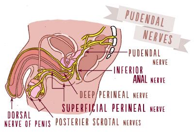 Spot is an antonym for pleasure. With Pleasure: A View of Whole Sexual Anatomy for Every ...