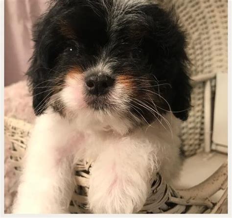 Stunning litter of f1 miniature cockapoo puppies. Cockapoo Puppy for Sale - Adoption, Rescue for Sale in Cookeville, Tennessee Classified ...