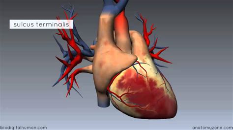 The outer layer of the heart wall is the epicardium, the middle layer is the myocardium, and the inner layer is the endocardium. Heart Anatomy - Right Atrium - 3D Anatomy Tutorial - YouTube