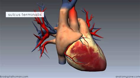 This is the informal meaning of the term dimension. Heart Anatomy - Right Atrium - 3D Anatomy Tutorial - YouTube