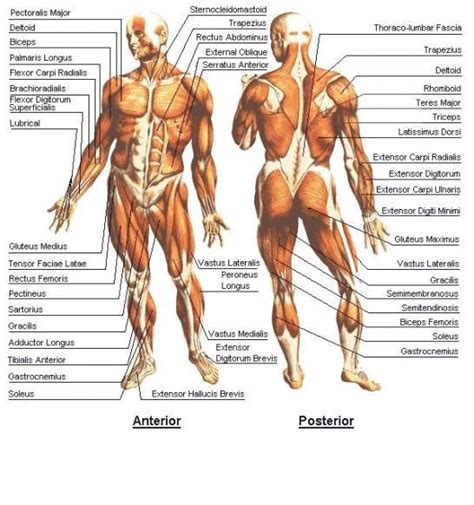 It will give a big impact to the other people on how they will look at you. Muscle Anatomy The Human Body | Muscle anatomy, Human body ...