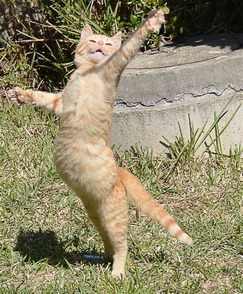 Domino dancing — the cat and owl. Grappige afbeeldingen: Grappige foto's; dansende kat