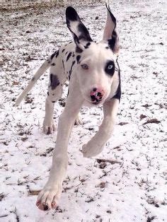 Precious, loving akc papered great dane puppies. Dalmatian Dog Breed Information | Great dane dogs, Dog ...