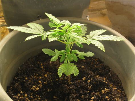 Maybe you would like to learn more about one of these? The Cannabis Life Cycle - The Four Stages of Plant Growth ...