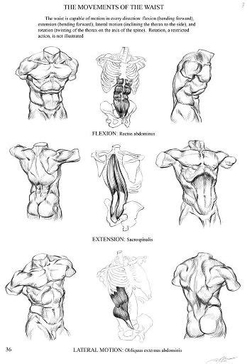 Some male anatomy body practice, i normally draw mostly females in my illustration but i really need to get some male characters made as well and practicing different male body types is definitely a good. Male Anatomy-Drawing Tutorial | Wiki | Art Amino