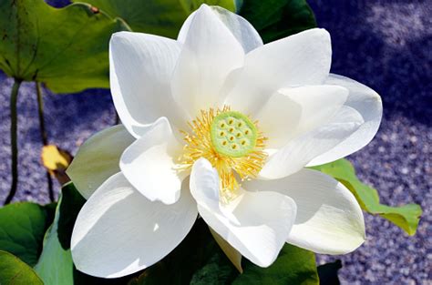 White and yellow lotus flower illustration, nelumbo nucifera lotus euclidean, lotus lotus lotus, computer wallpaper, sacred lotus, golden lotus png. White Lotus Stock Photo - Download Image Now - iStock