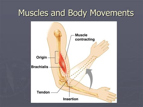 This lesson provides useful verbs of body movement you should know in english to help you expand vocabulary. PPT - Muscles and Body Movements PowerPoint Presentation ...