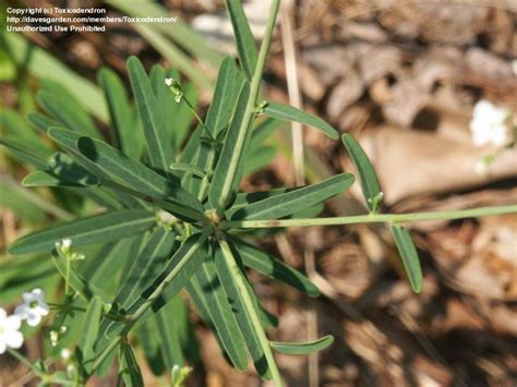 Medieval mary gardens, a lovely, inspiring catholic tradition based on beautiful flowers and their religious symbolism. PlantFiles Pictures: Flowering Spurge, Prairie Baby's ...