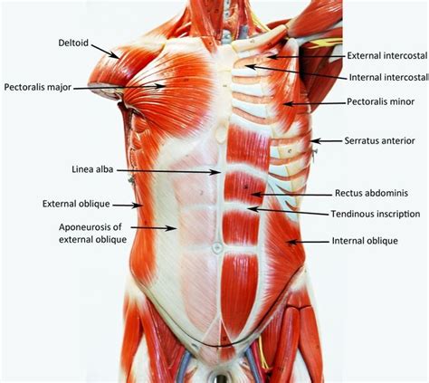 The intrinsic or deep muscles are those muscles that fuse with the vertebral column. 85 best Anatomy lab 2 images on Pinterest | Anatomy and ...