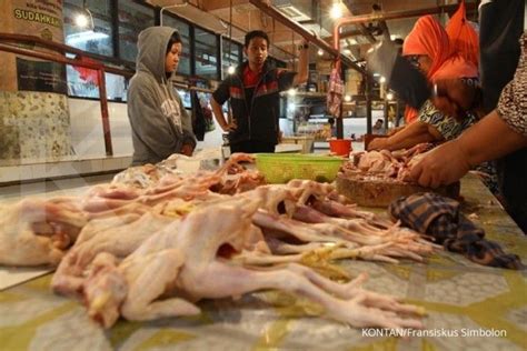 Potong ayam 12 bagian ala pasar youtefa abepura 002. Harga daging ayam naik 7%-9% sepekan