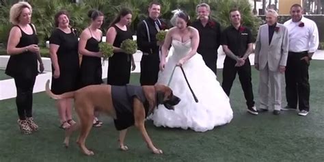 Check spelling or type a new query. Jethro The Dog Wants Nothing To Do With Your Wedding ...