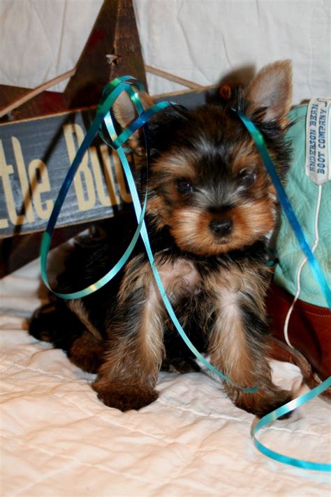 We offer a 30 days money back guarantee if you decide not to keep our puppy after our puppy arrives your home. Yorkie Puppies For Sale In Texas For Cheap - Bmoshow Blog