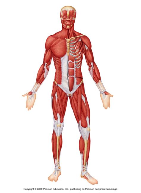 There are anterior muscles diagrams and posterior muscles diagrams. Proteins:-build muscle, supply energy-eggs, poultry, nuts...
