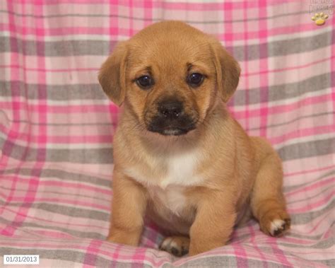 The welsh corgi mix can have multiple purebred or mixed breed lineages. Welsh Corgi Mix Puppy | Corgi mix puppies, Puppies, Welsh ...